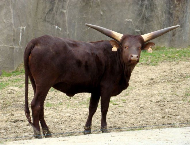 Photo de Watusi