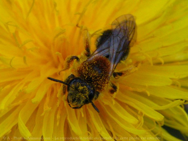 Photo d'Abeille