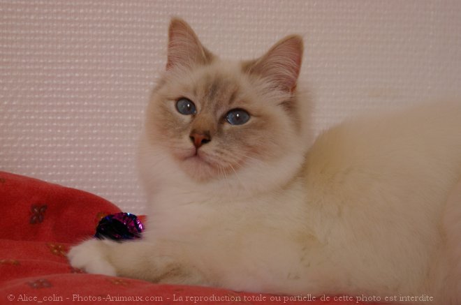 Photo de Sacr de birmanie