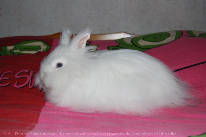 Photo de Lapin