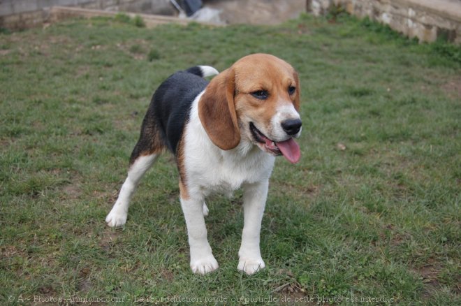 Photo de Beagle