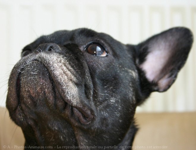 Photo de Bouledogue franais