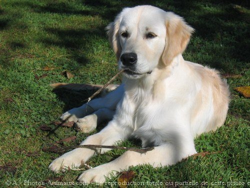 Photo de Golden retriever