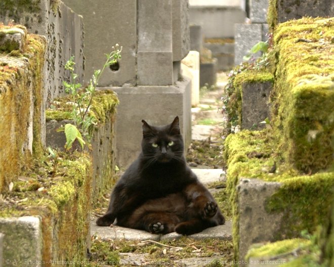 Photo de Chat domestique