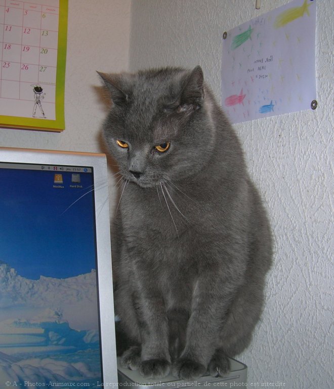 Photo de Chartreux