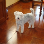 Photo de Fox terrier  poil lisse