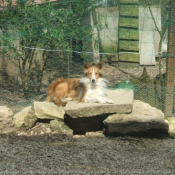 Photo de Chien de berger des shetland