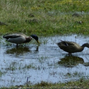 Photo de Canard colvert