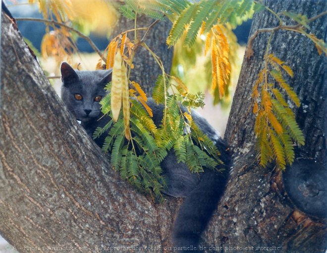 Photo de Chartreux