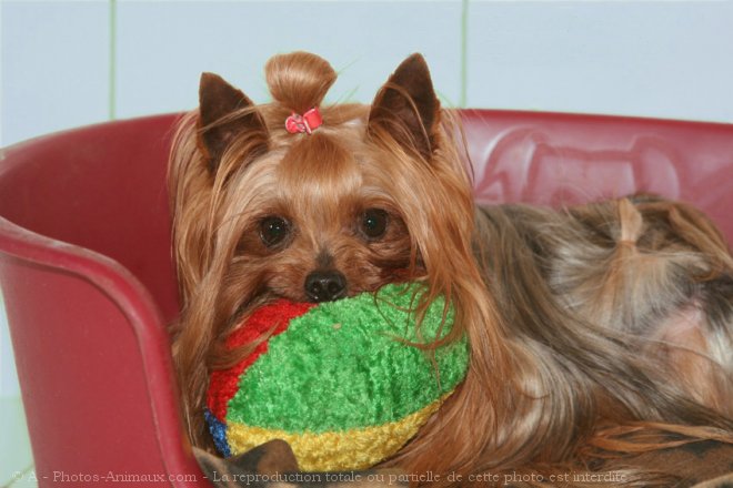 Photo de Yorkshire terrier