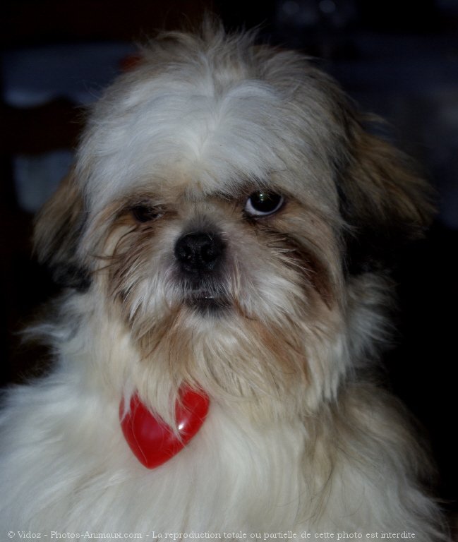 Photo de Shih tzu