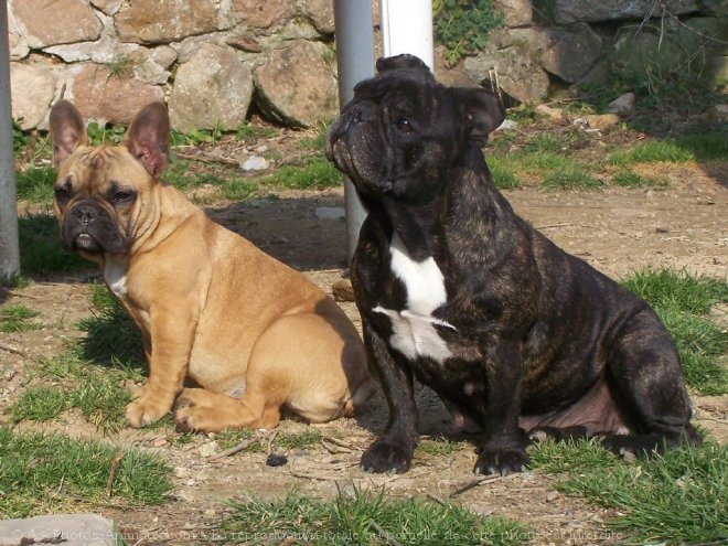 Photo de Bouledogue franais