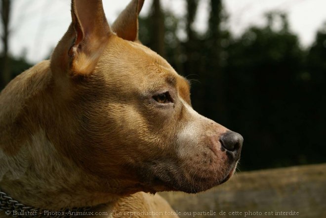 Photo d'American staffordshire terrier