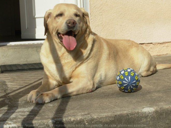 Photo de Labrador retriever