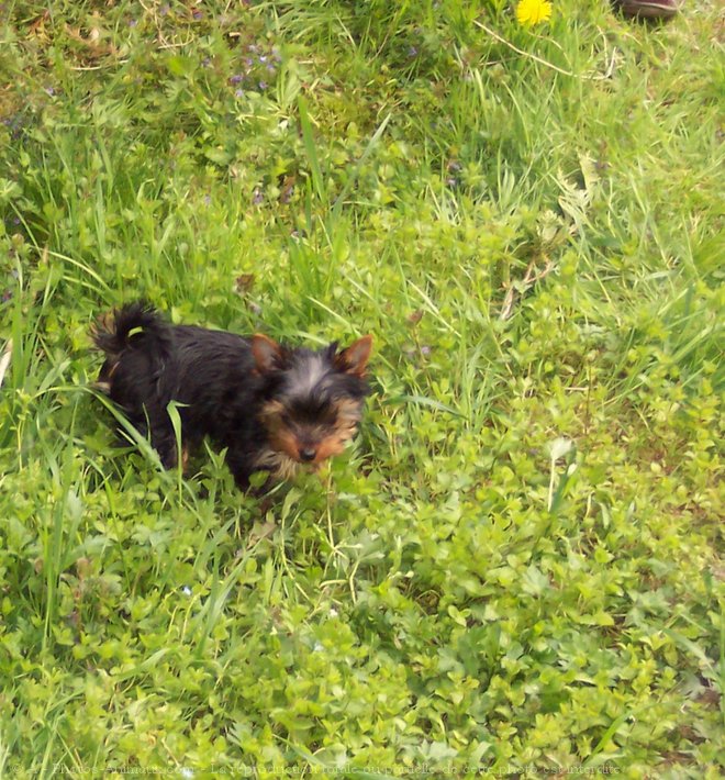 Photo de Yorkshire terrier