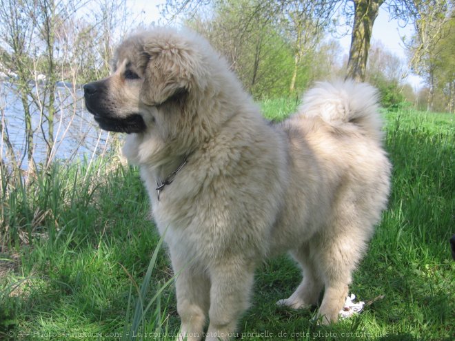 Photo de Dogue du tibet