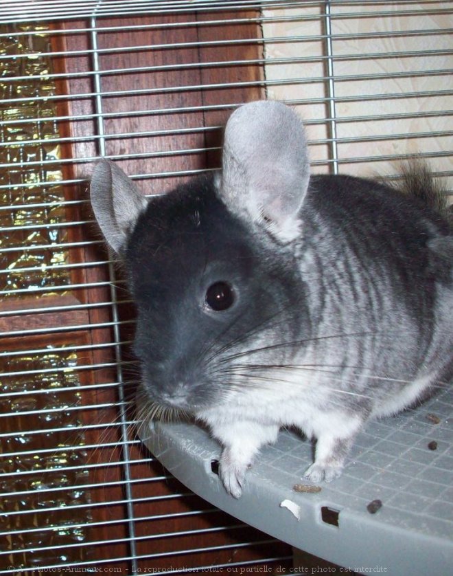 Photo de Chinchilla