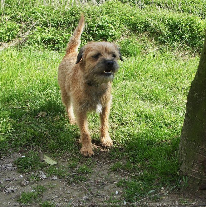 Photo de Border terrier