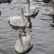 Photo de Cygne