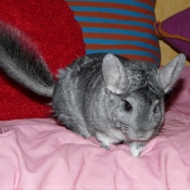 Photo de Chinchilla