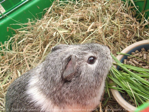 Photo de Cochon d'inde - agouti