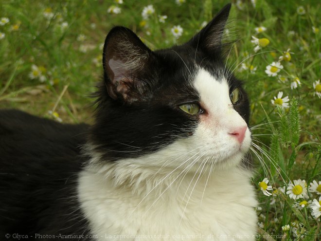 Photo de Chat domestique