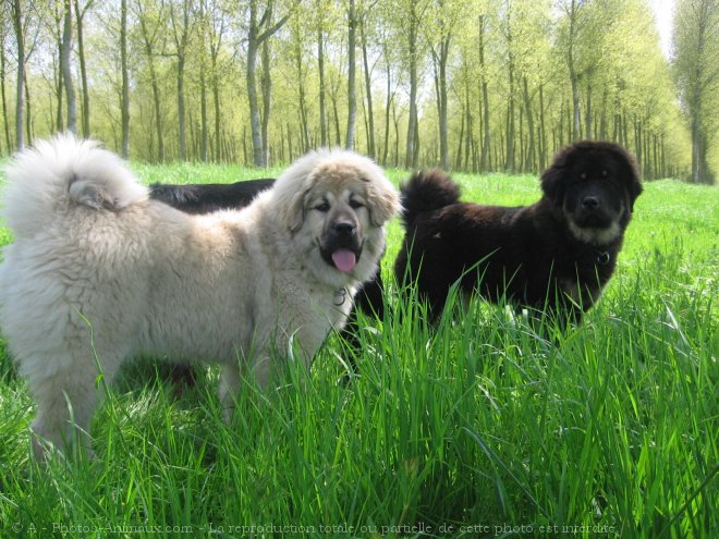 Photo de Dogue du tibet