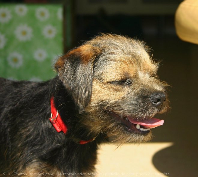 Photo de Border terrier