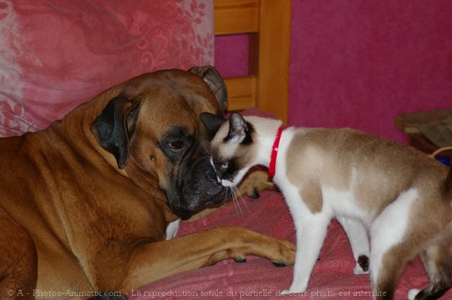 Photo de Boxer