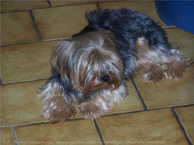 Photo de Yorkshire terrier