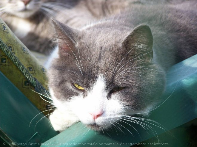 Photo de Chat domestique