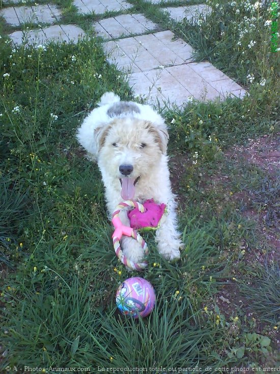 Photo de Fox terrier  poil dur