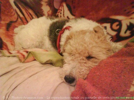 Photo de Fox terrier  poil dur