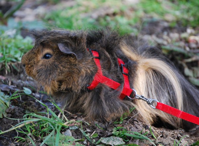 Photo de Cochon d'inde - pruvien