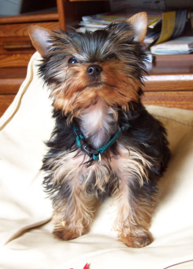 Photo de Yorkshire terrier