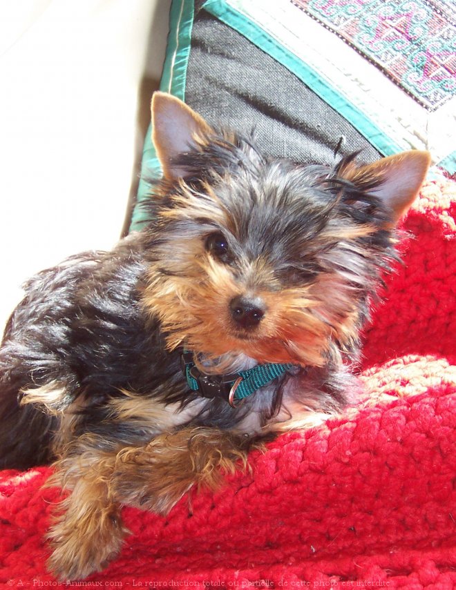 Photo de Yorkshire terrier