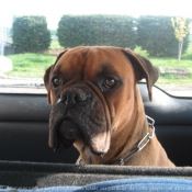 Photo de Boxer