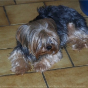 Photo de Yorkshire terrier