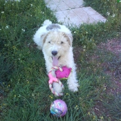 Photo de Fox terrier  poil dur