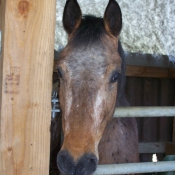 Photo d'Appaloosa