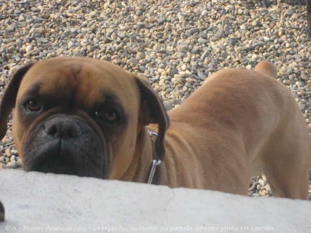 Photo de Boxer