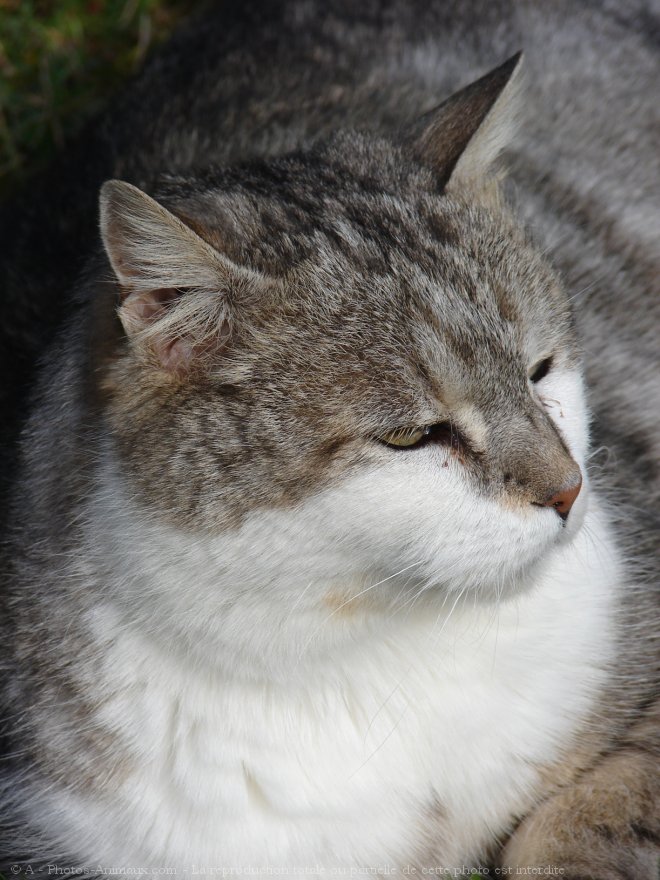 Photo de Chat domestique