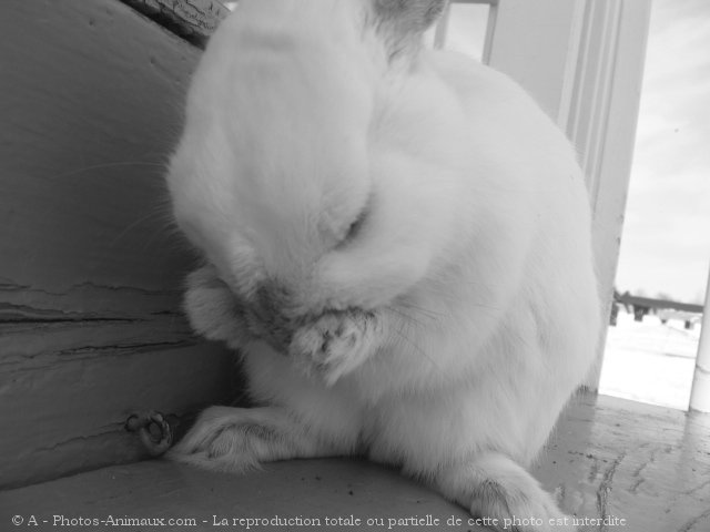 Photo de Lapin