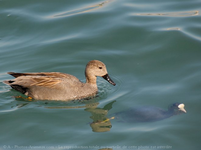 Photo de Canard