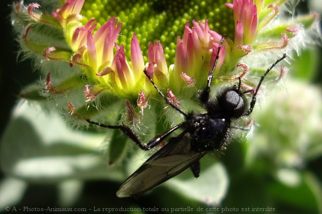 Photo de Mouche