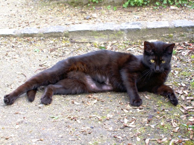 Photo de Chat domestique