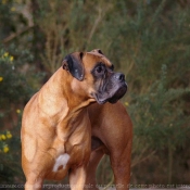 Photo de Boxer