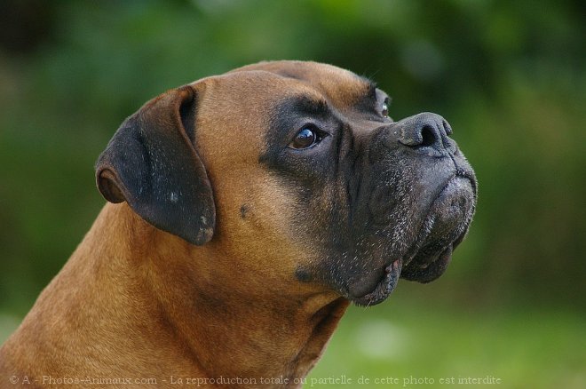 Photo de Boxer