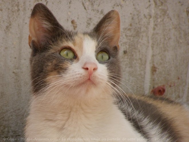 Photo de Chat domestique