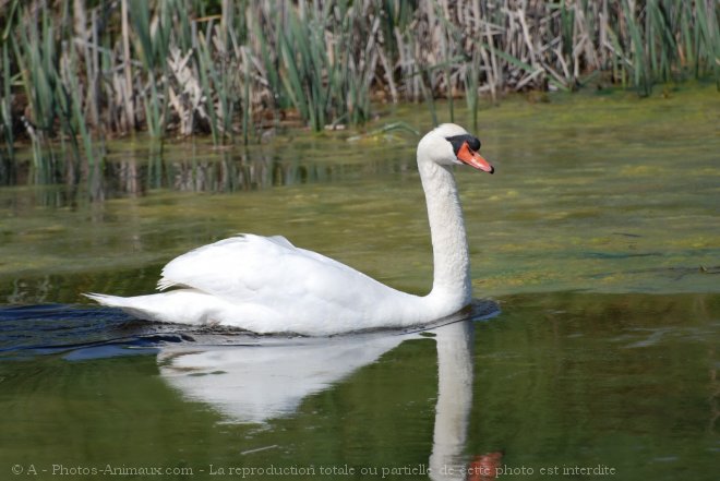 Photo de Cygne